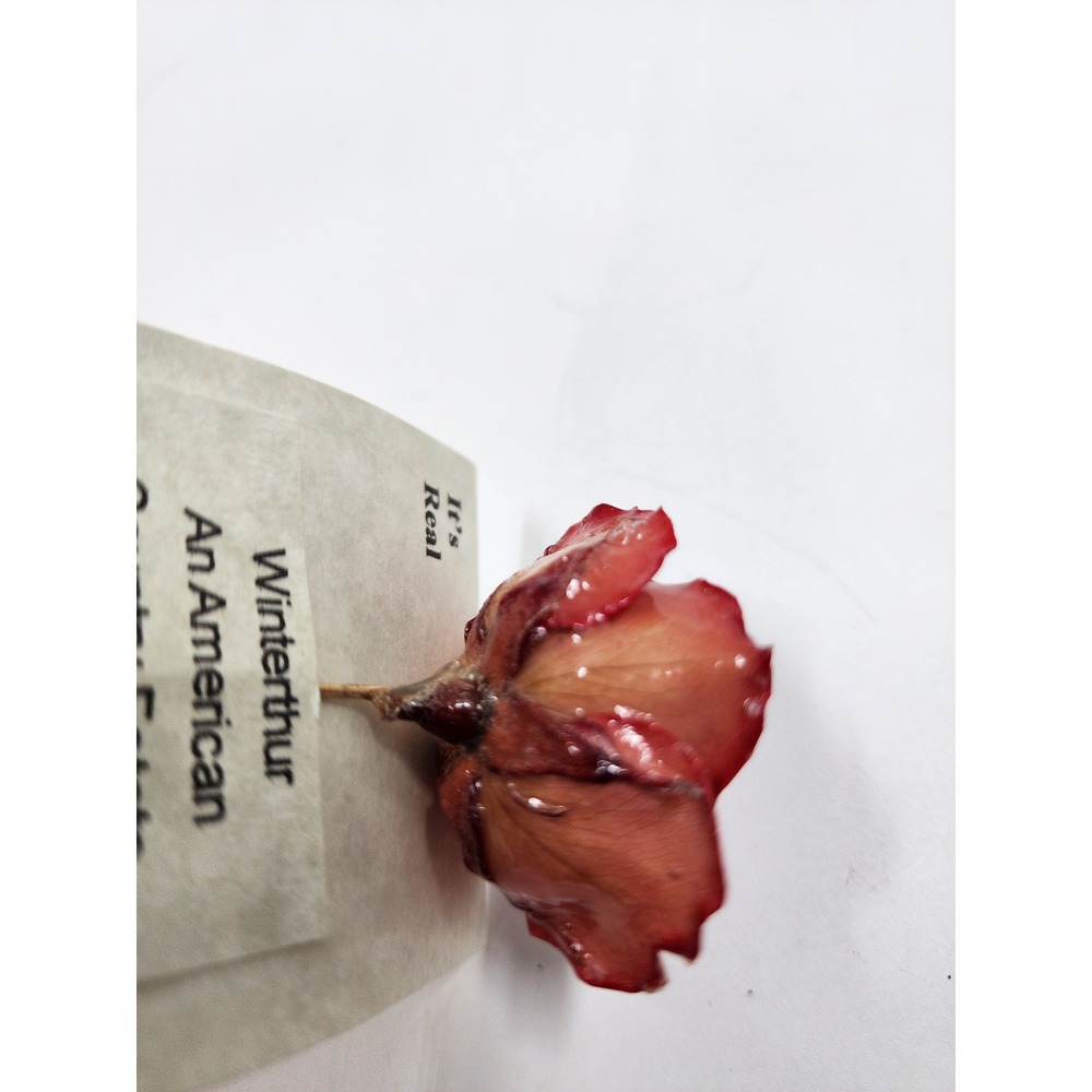 Winterthur Real Rose Stick Pin 14K Gold Overlay Hand Painted Preserved Flower - Picture 5 of 8
